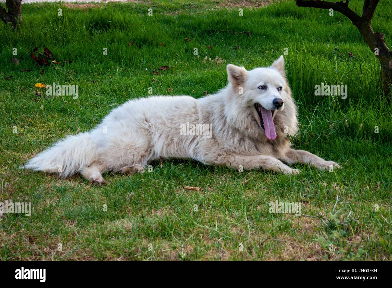 Samoyed est une race de chien Banque D'Images