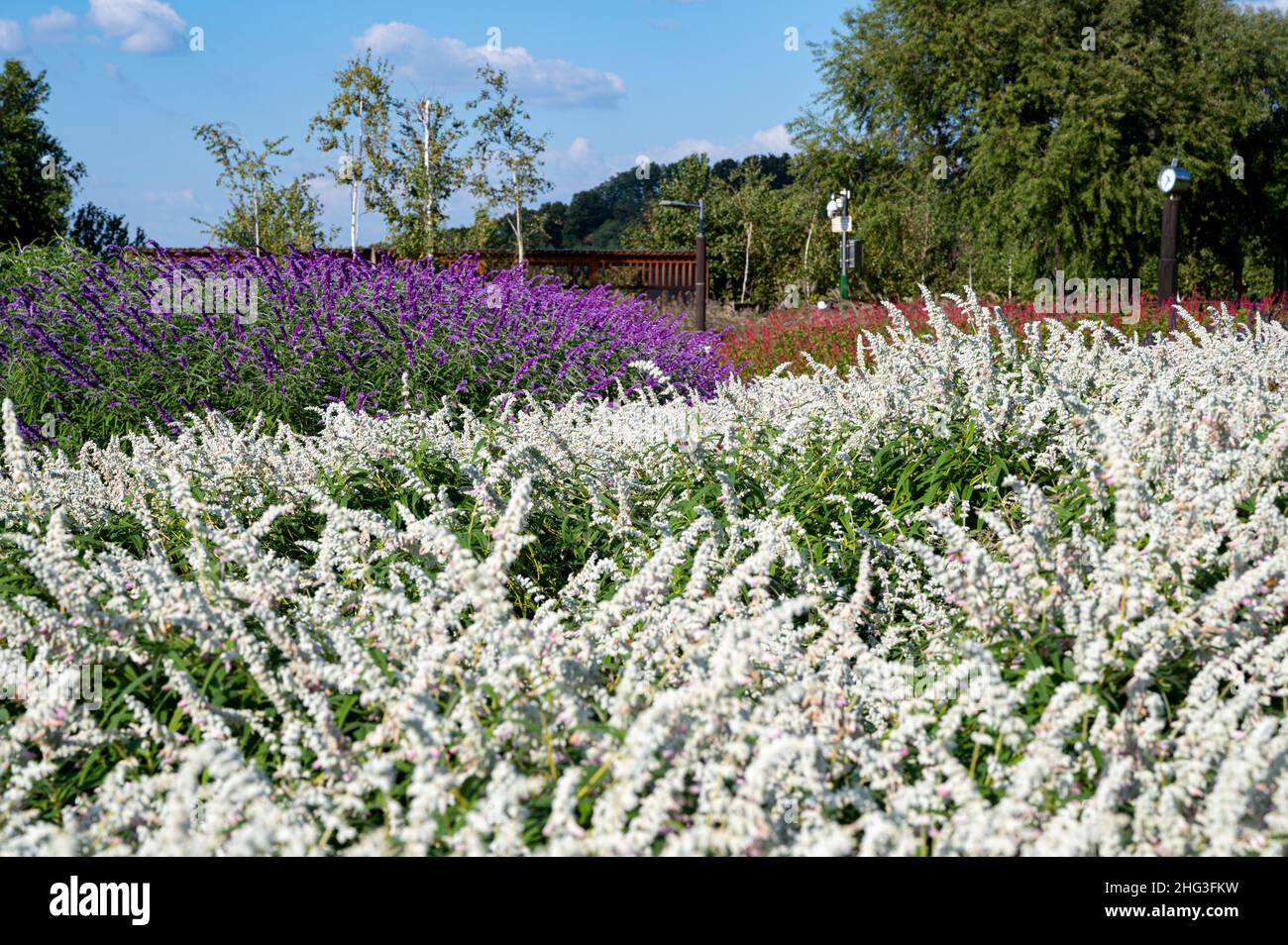 Fleurs de sauge bleu mexicain et ciel bleu avec nuages. Banque D'Images