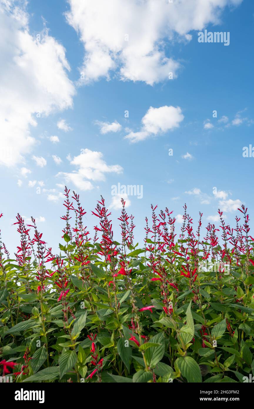 Fleurs de sauge de cerise et ciel bleu avec nuages. Banque D'Images