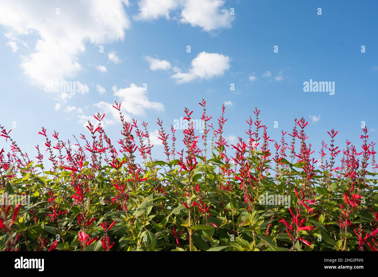Fleurs de sauge de cerise et ciel bleu avec nuages. Banque D'Images