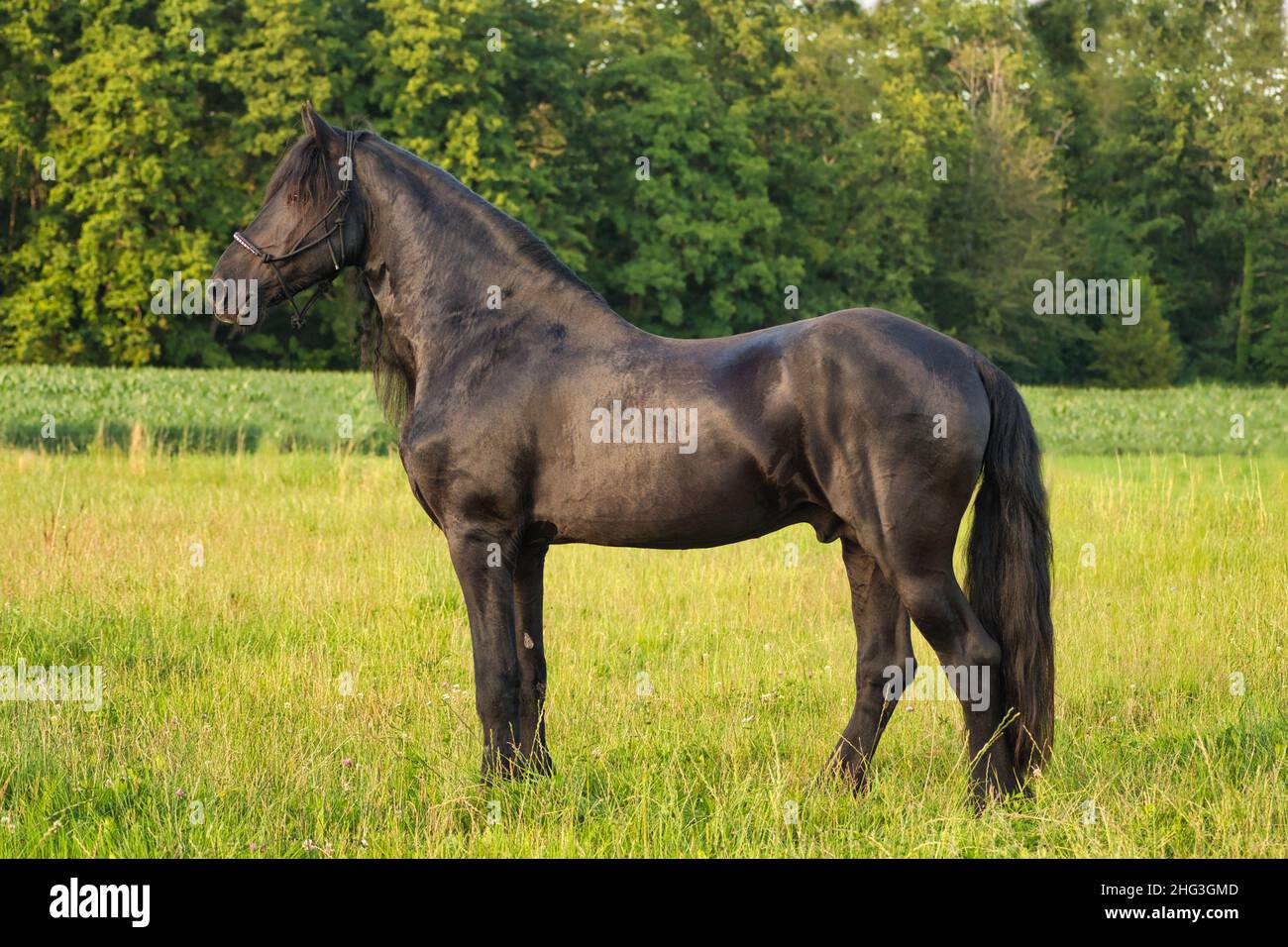 Un bel étalon de frise noir debout sur un pré.Heure d'or. Banque D'Images