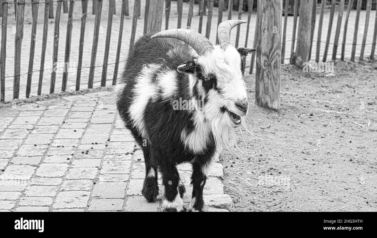 Chèvre gros plan en noir et blanc avec long barde de chèvre. Curieux animaux de ferme qui peuvent également être trouvés dans le zoo pour enfants Banque D'Images