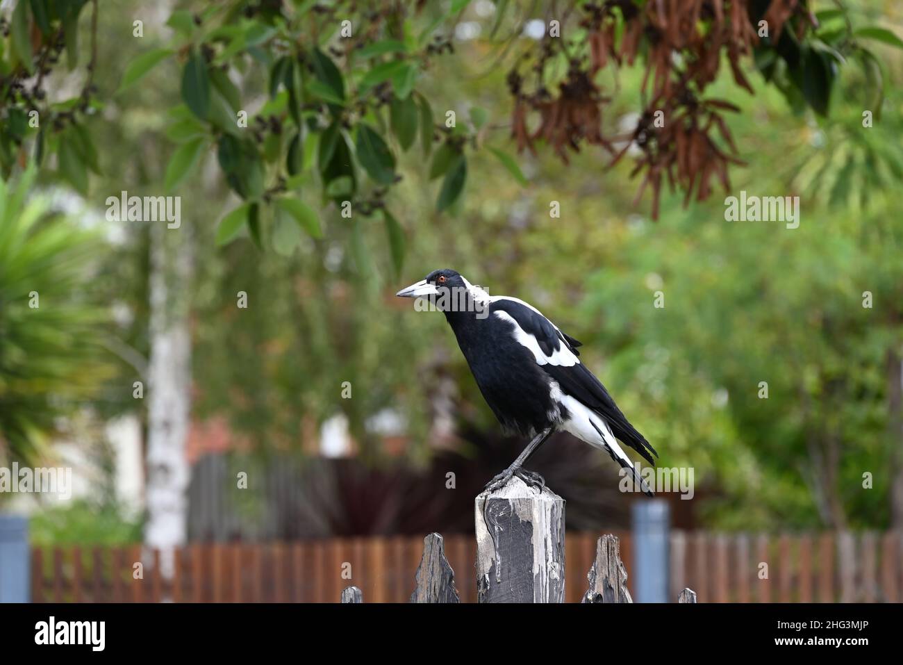 Curieuse magpie australienne qui bascule la tête tout en haut d'une clôture en bois, l'oeil orange de l'oiseau se brouillant au soleil, avec le feuillage en arrière-plan Banque D'Images