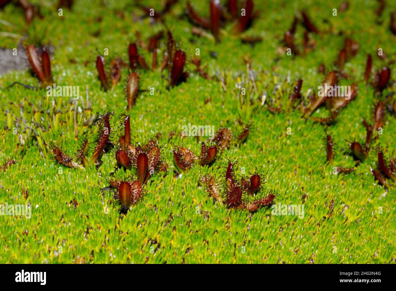 Sundew alpin (Drosera arcturi) dans une plante à coussins (Donatia novae-zelandiae), Tasmanie, Australie Banque D'Images