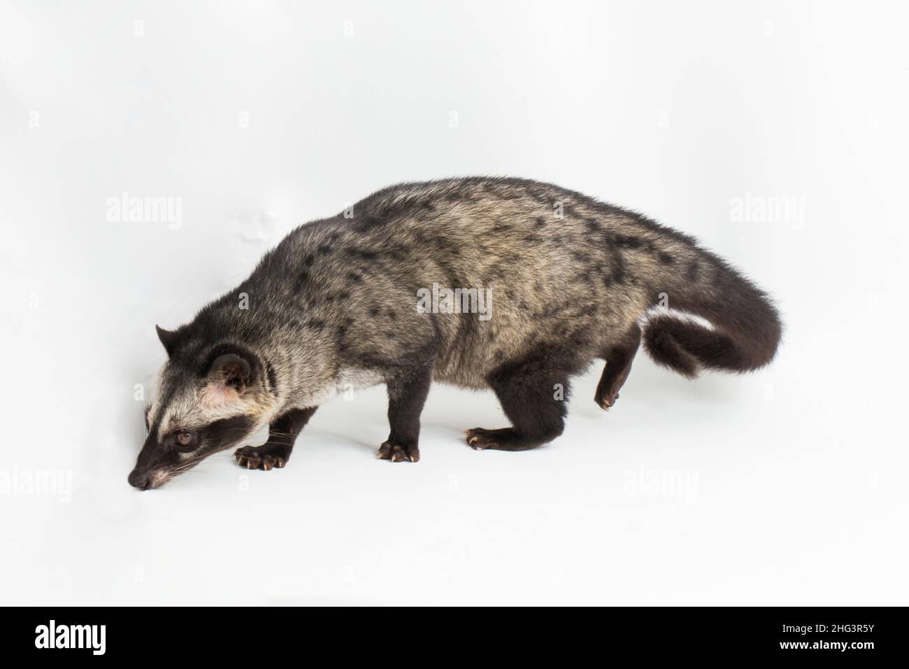Le civet de palmier asiatique ou luwak (Paradoxurus hermaphroditus). Isolé sur fond blanc Banque D'Images