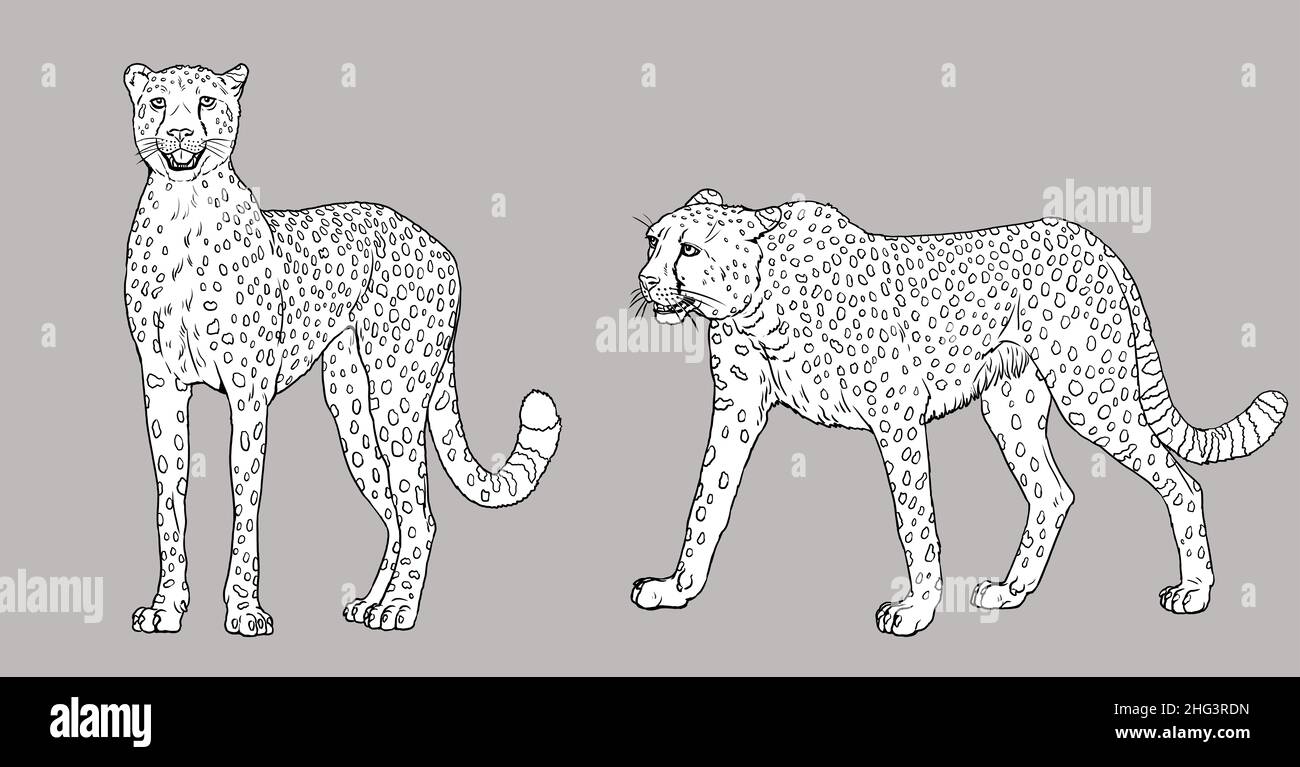 Illustration de Cheetah.Silhouette du grand chat africain gepard.Dessin de prédateur animal. Banque D'Images