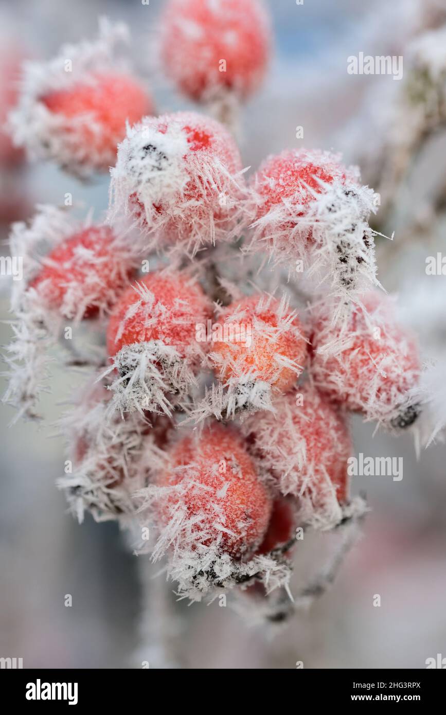 gros plan des hanches roses rouges qui poussent sur la brousse recouverte de cristaux de glace en hiver Banque D'Images