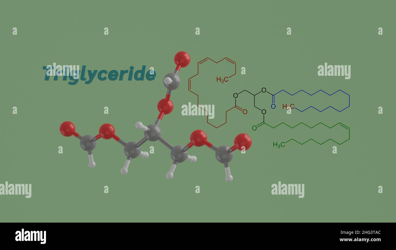 Triglycéride ou triacylglycérol science lipidique formule de structure chimique et modèle 3D illustration de rendu Banque D'Images