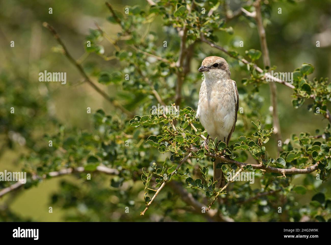 Shrike à dos rouge - Lanius collurio, magnifique oiseau de couleur perching provenant de buissons et de bois européens, collines de Taita, Kenya. Banque D'Images