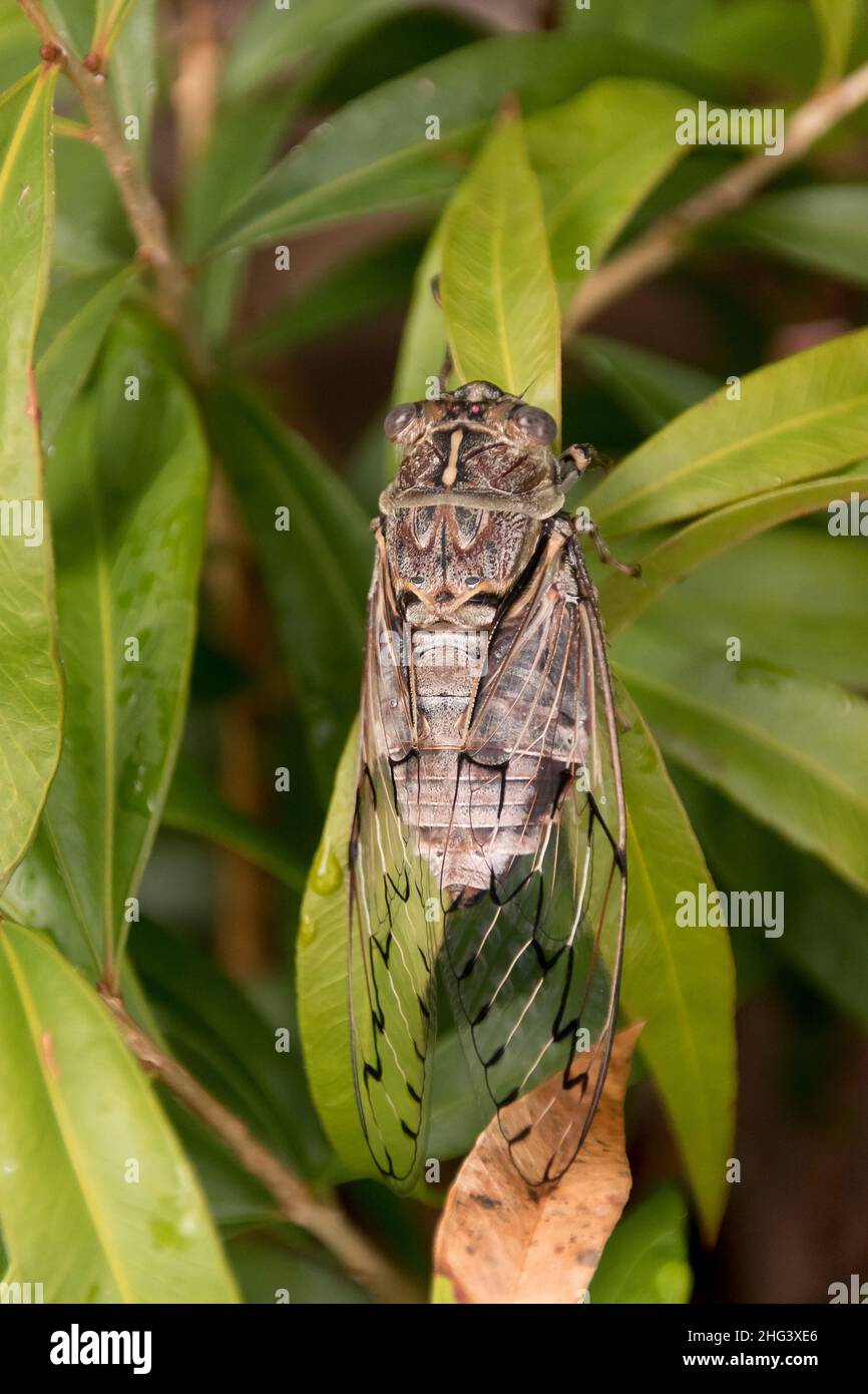 Rasoir Grinder cicada, Henicopsaltria eydouxii.Un gros insecte bruyant originaire de l'Australie orientale.Été, forêt tropicale, Tamborine Mountain, Queensland. Banque D'Images