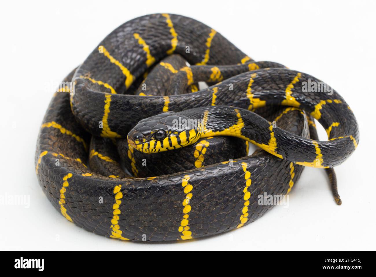 La boïga dendrophila, communément appelée serpent de mangrove ou serpent de chat à anneaux d'or sur fond blanc Banque D'Images