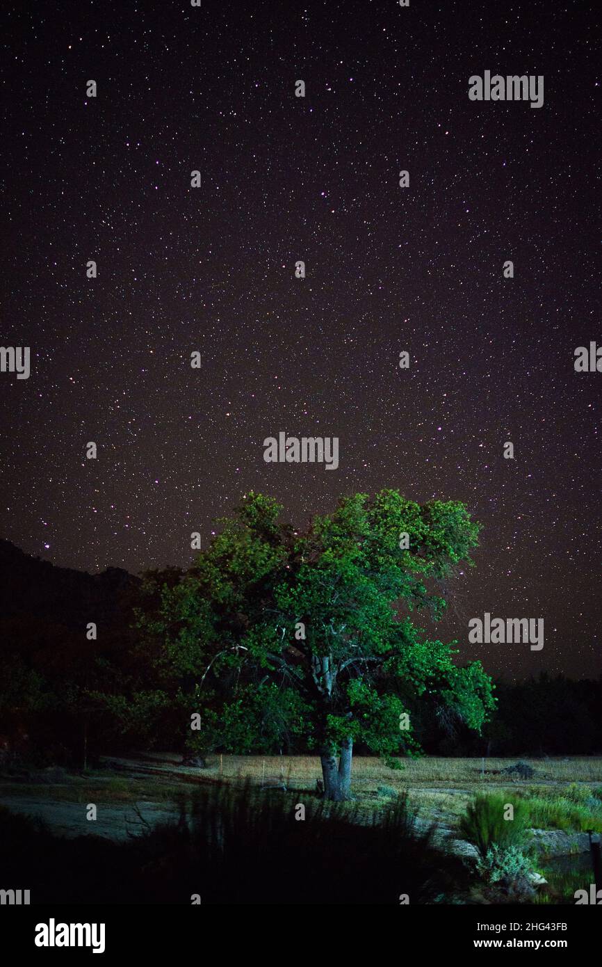 Ciel nocturne derrière le magnifique grand arbre Banque D'Images