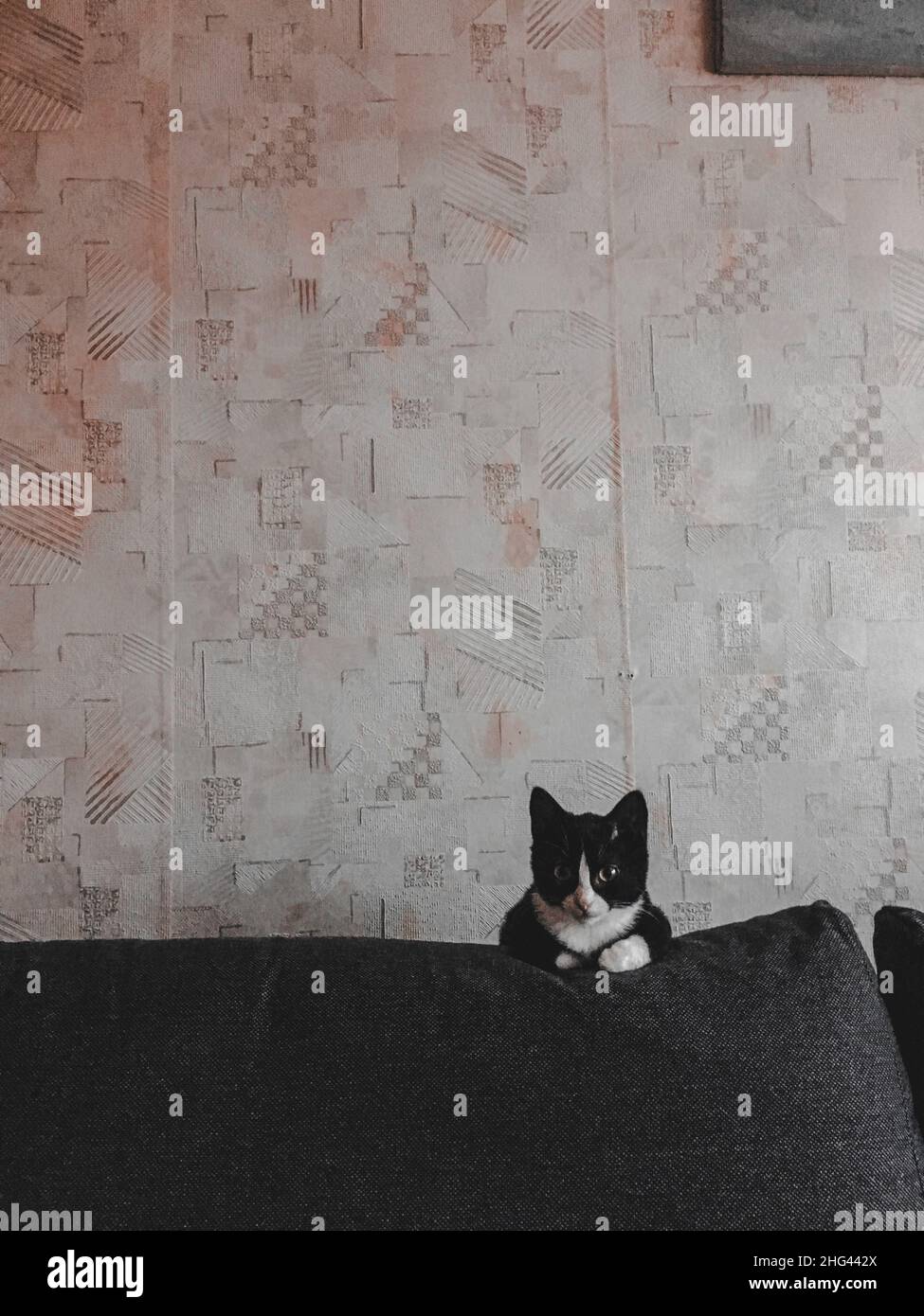 Un chat noir avec un museau blanc est couché sur le bord d'un canapé gris dans une pièce. Banque D'Images