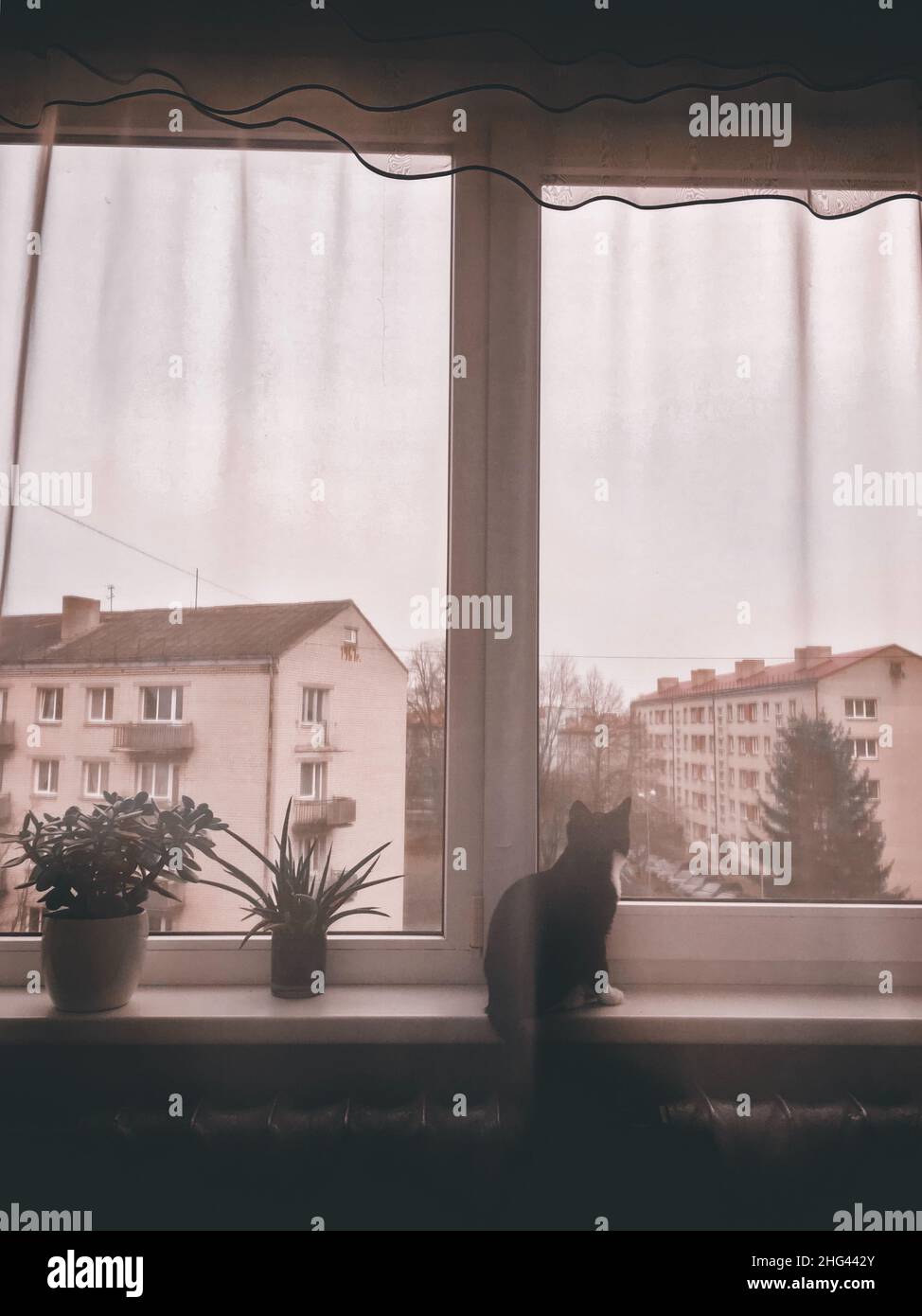 Un chat noir est assis sur un rebord de fenêtre et regarde la fenêtre.Le chat se cache derrière des rideaux Banque D'Images