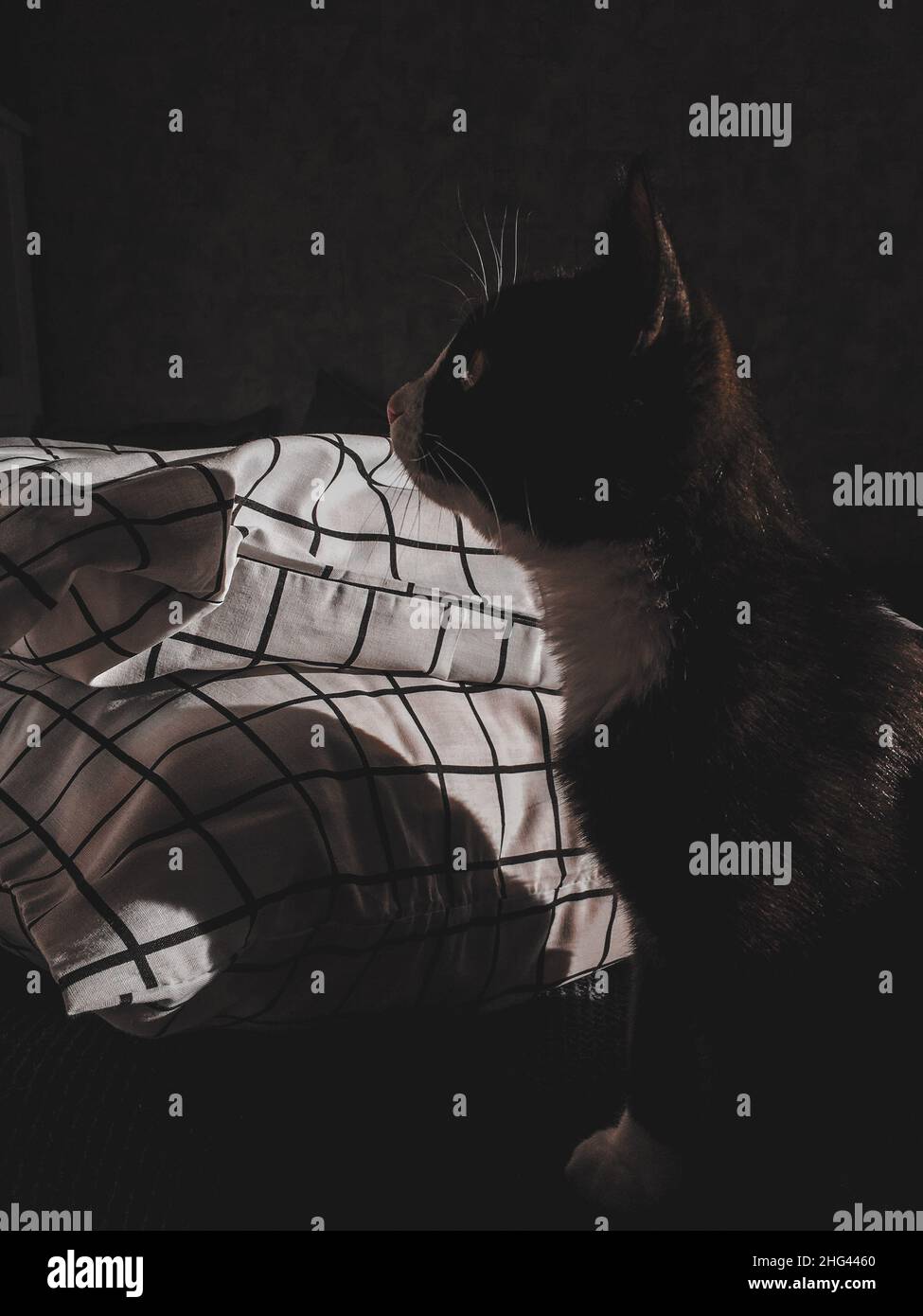 Un chat noir avec un museau blanc s'assoit sur un lit et regarde le mur à côté d'un coussin blanc qui brille au soleil de printemps Banque D'Images