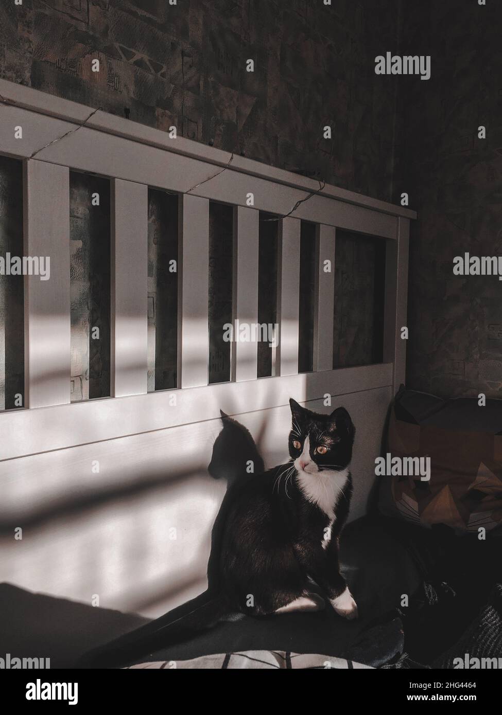 Un chat noir avec un collier blanc est assis sur un lit en bois blanc et regarder.Magnifique intérieur dans lequel le soleil de printemps brille Banque D'Images