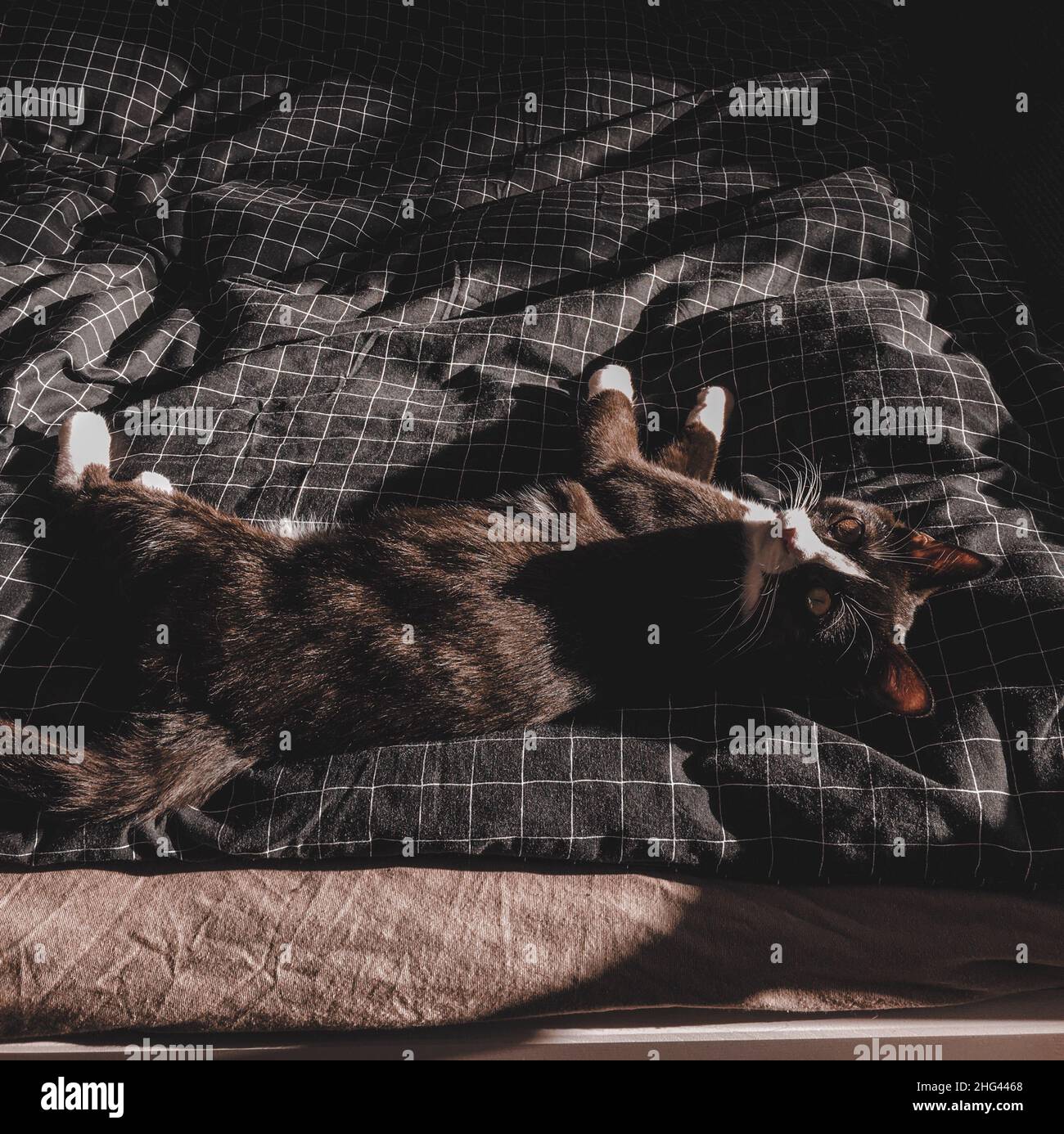 Un chat noir avec un museau blanc se trouve dans le lit au soleil de printemps sur une couverture à damier noire Banque D'Images