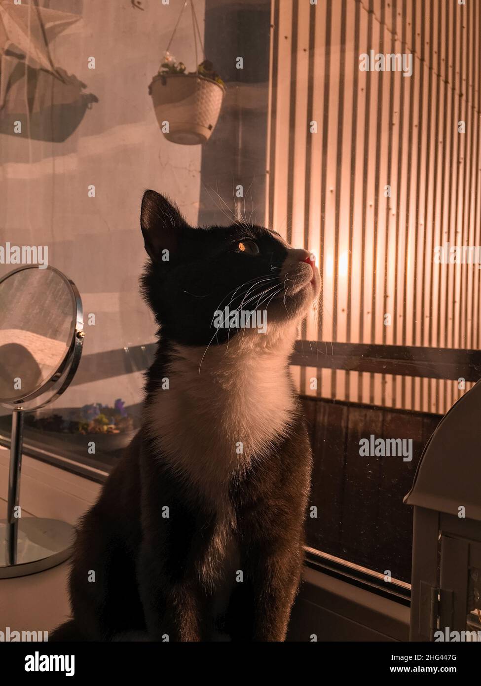 Un chat noir avec un museau blanc s'assoit sur un rebord de fenêtre et regarde la fenêtre au coucher du soleil. Banque D'Images