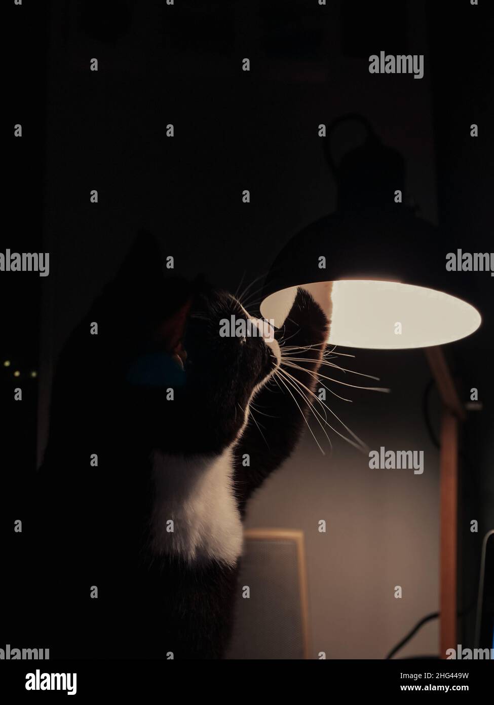 chat noir avec un cou blanc s'assoit sur un bureau et joue avec une lampe de table noire. Banque D'Images