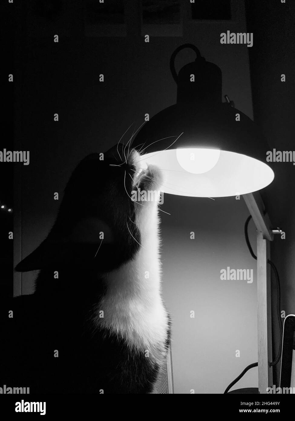 chat noir avec un cou blanc se trouve à un bureau et mord une lampe de table noire Banque D'Images