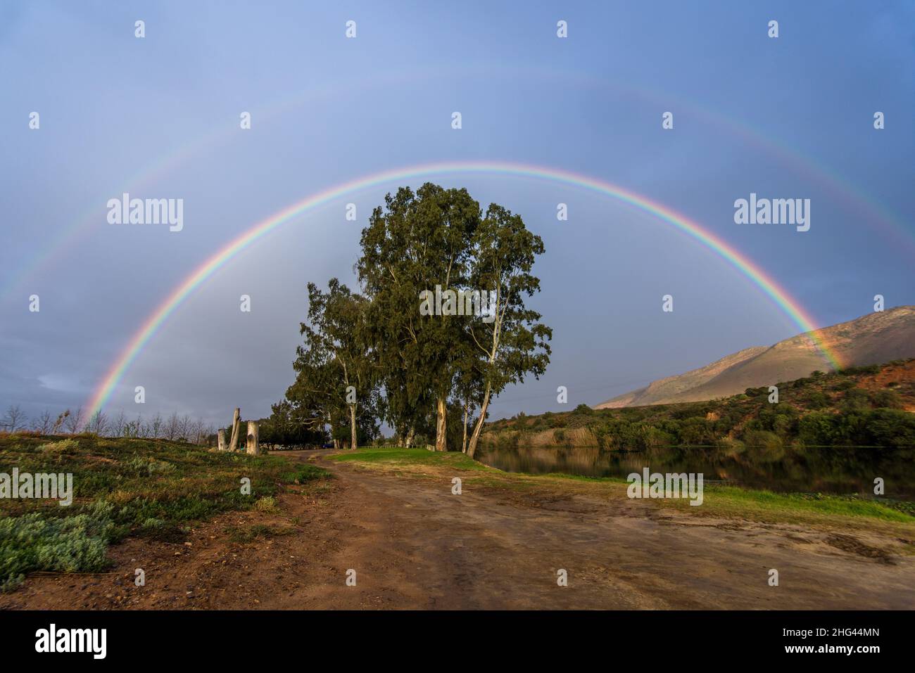 Arc-en-ciel complet sur grand arbre. Banque D'Images