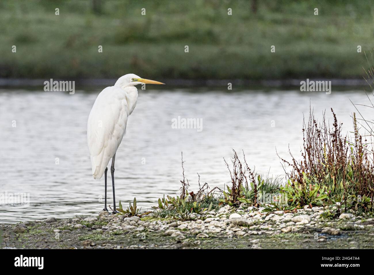 Les oiseaux de la baie de somme, Grande aigrette, spatules, échalotes, cormorans,guirlandes d'aigettes Banque D'Images