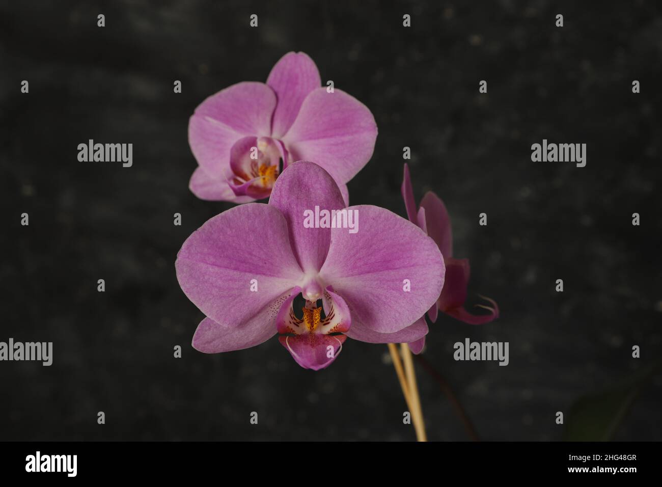 L'orchidée violette se trouve devant un arrière-plan noir Banque D'Images