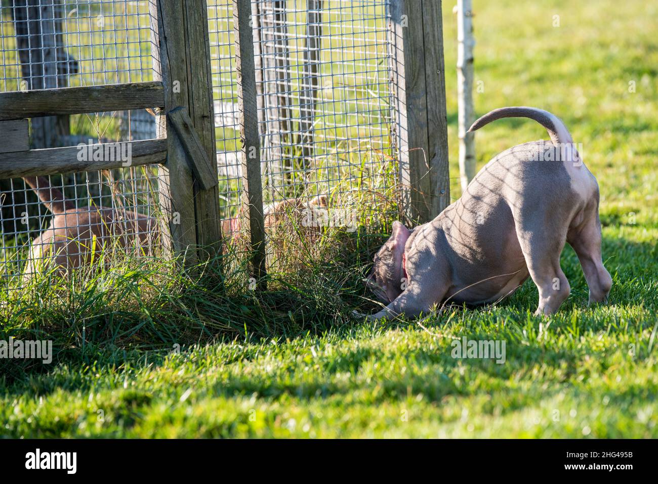 Les chiens de chiots Bully américains jouent en mouvement à l'extérieur.Chien de taille moyenne avec corps musculaire Banque D'Images