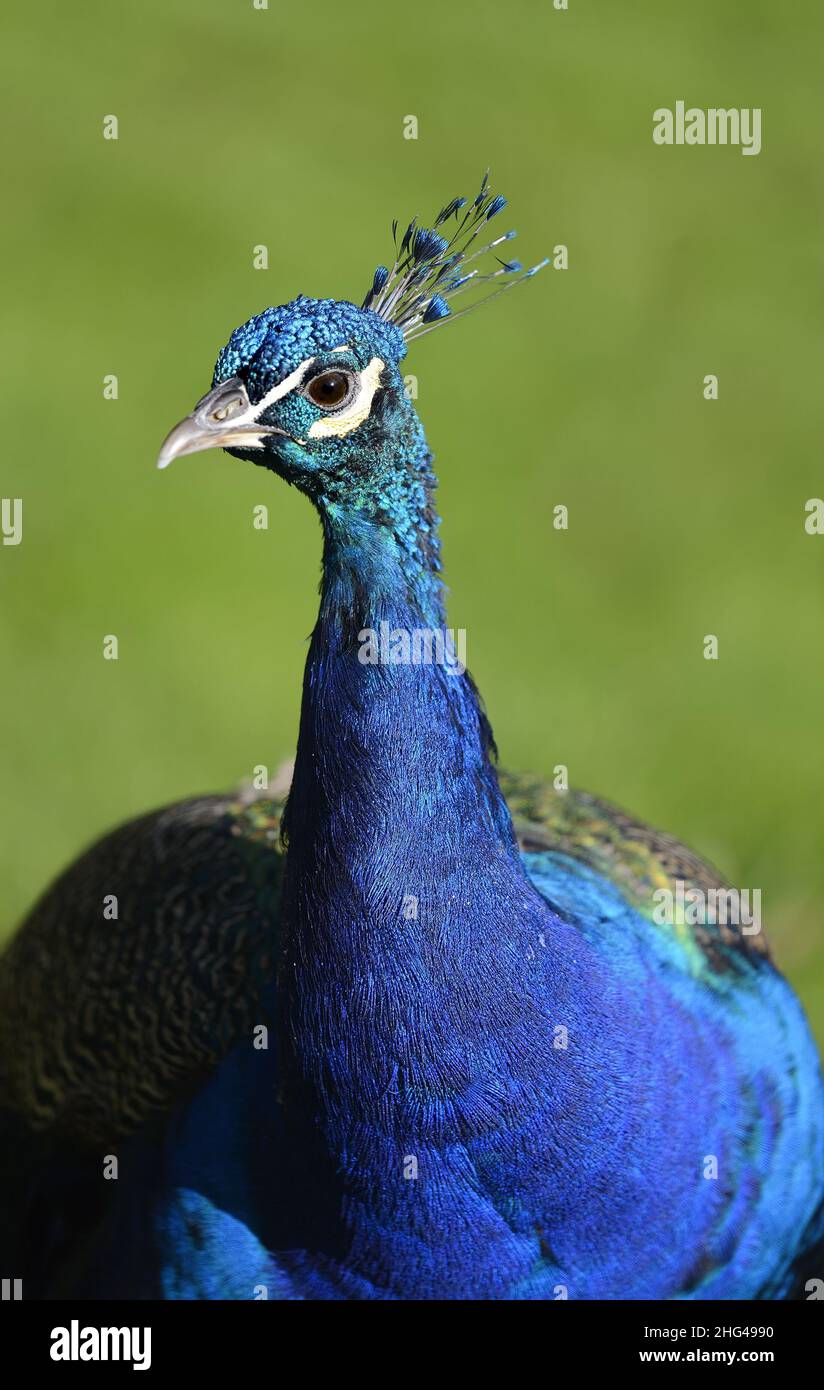 Peacock indien (Peafowl mâle - Pavo cristatus) à Holland Park, Londres, Royaume-Uni Banque D'Images