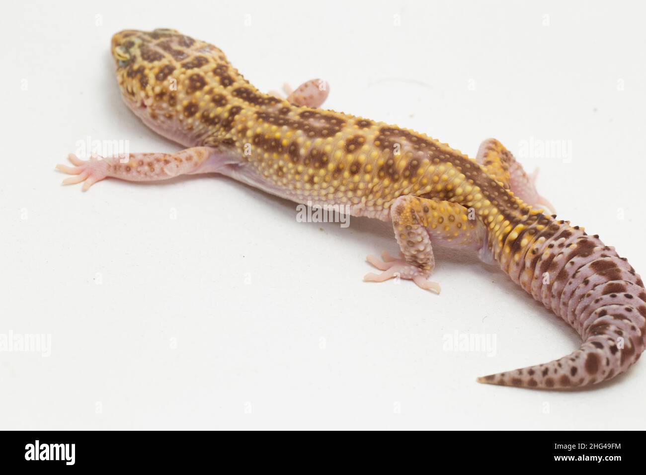 Léopard gecko, Eublepharis macularius, isolé en arrière-plan Banque D'Images