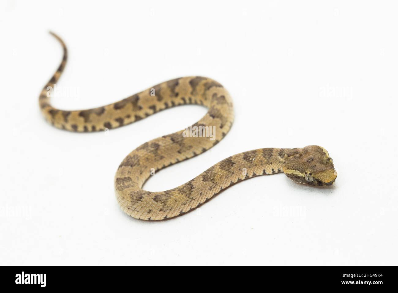 Serpent à pitvipère à nez plat Trimeresurus puniceus isolé sur fond blanc Banque D'Images
