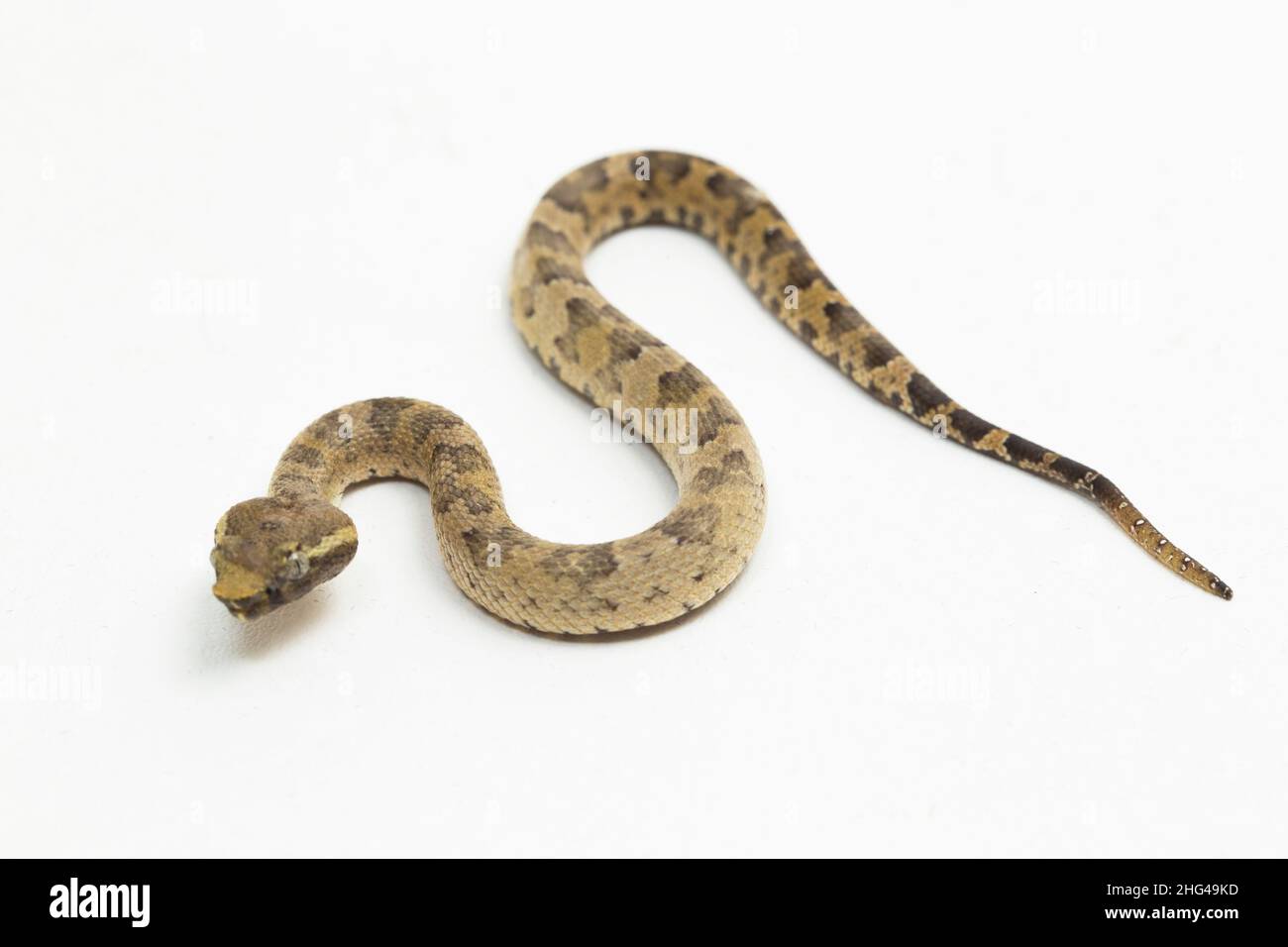 Serpent à pitvipère à nez plat Trimeresurus puniceus isolé sur fond blanc Banque D'Images
