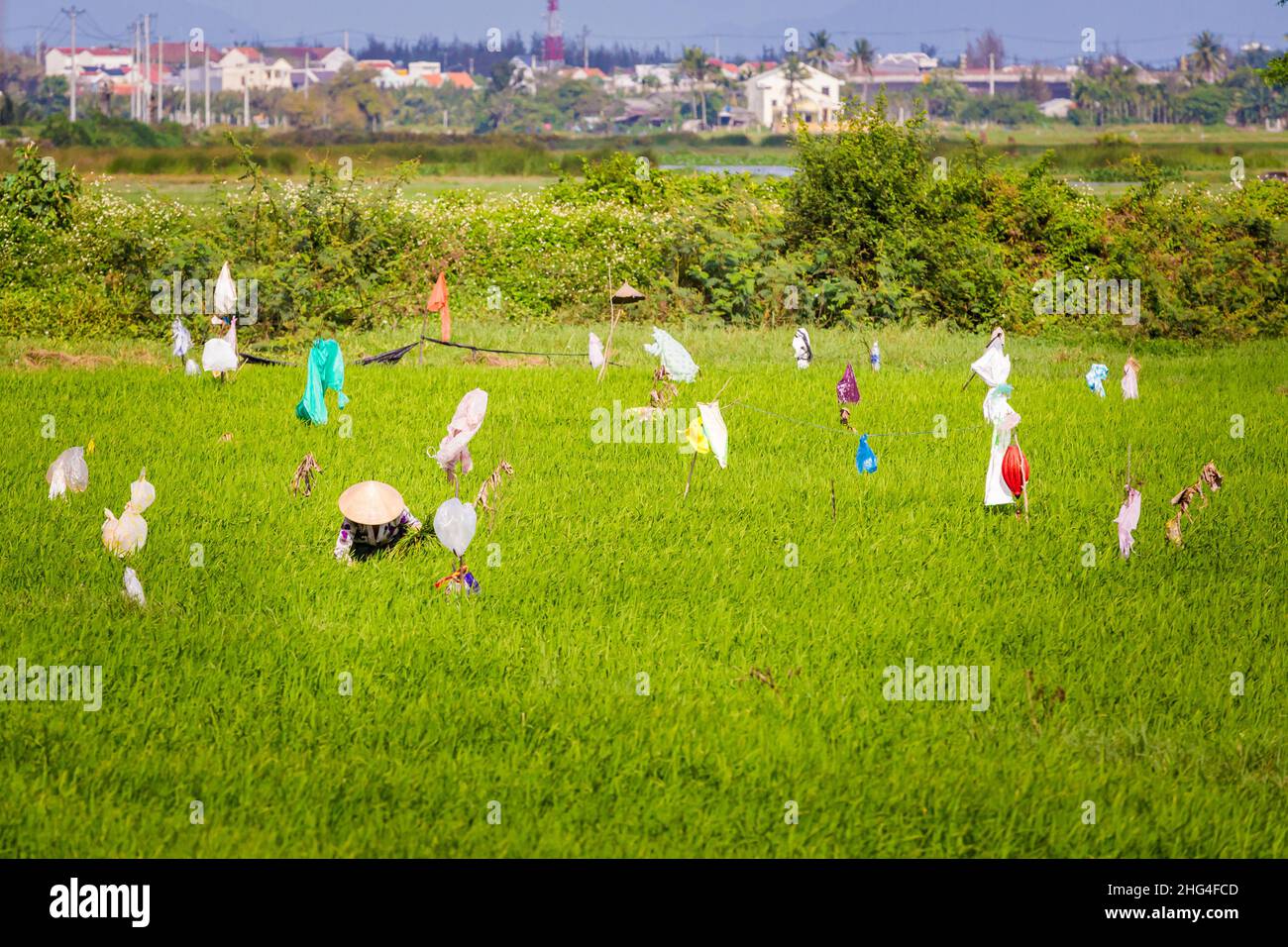 Magnifique paysage vert avec des riziculteurs en chapeau conique à Hoi an, Vietnam.Paysage rural photo prise en Asie du Sud-est. Banque D'Images