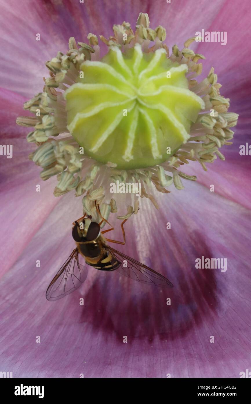 Gros plan d'un aéroglisseur à la recherche de nourriture dans une fleur de pavot à opium Banque D'Images