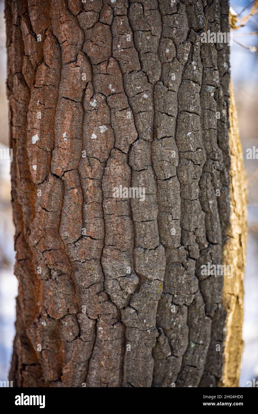 Gros plan sur l'écorce de l'arbre avec de la neige.Motif arbre photogrpaph.Saison d'hiver.Photo de haute qualité Banque D'Images