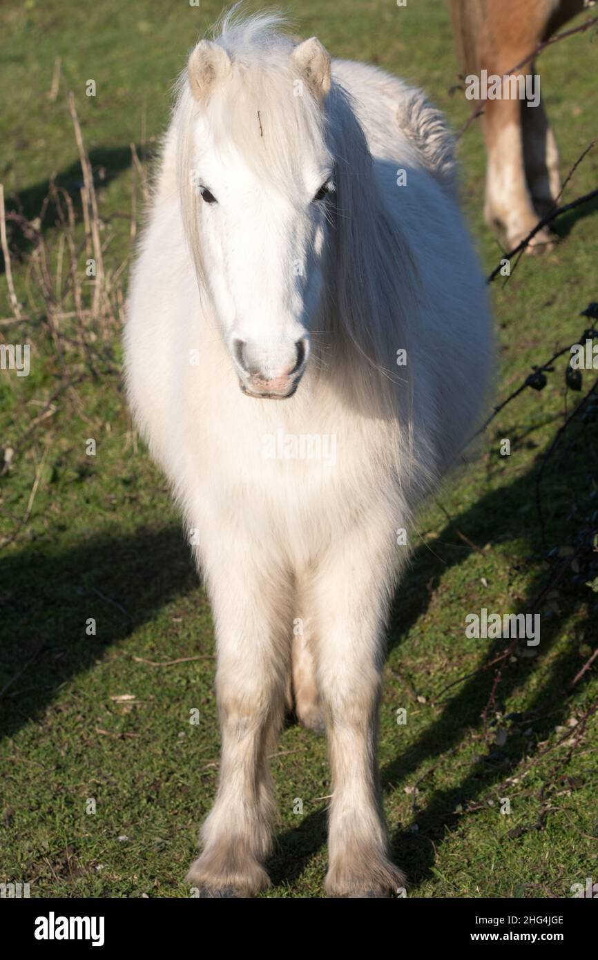 Carneddau pony Banque D'Images