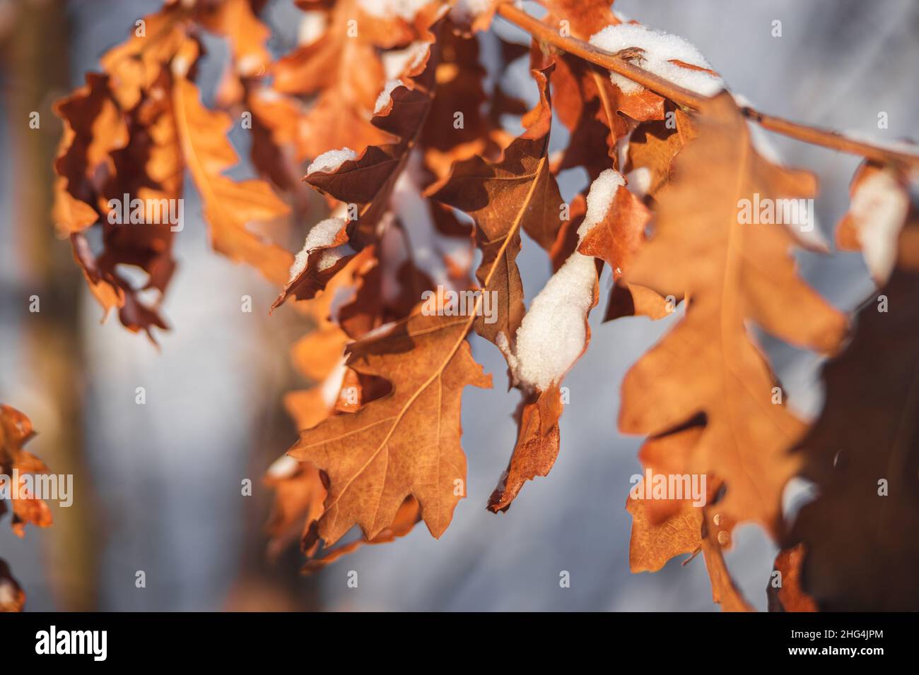 Feuilles d'orangers sèches recouvertes de neige épaisse.Feuille d'orange écrasée sous la neige épaisse.Photo de haute qualité Banque D'Images