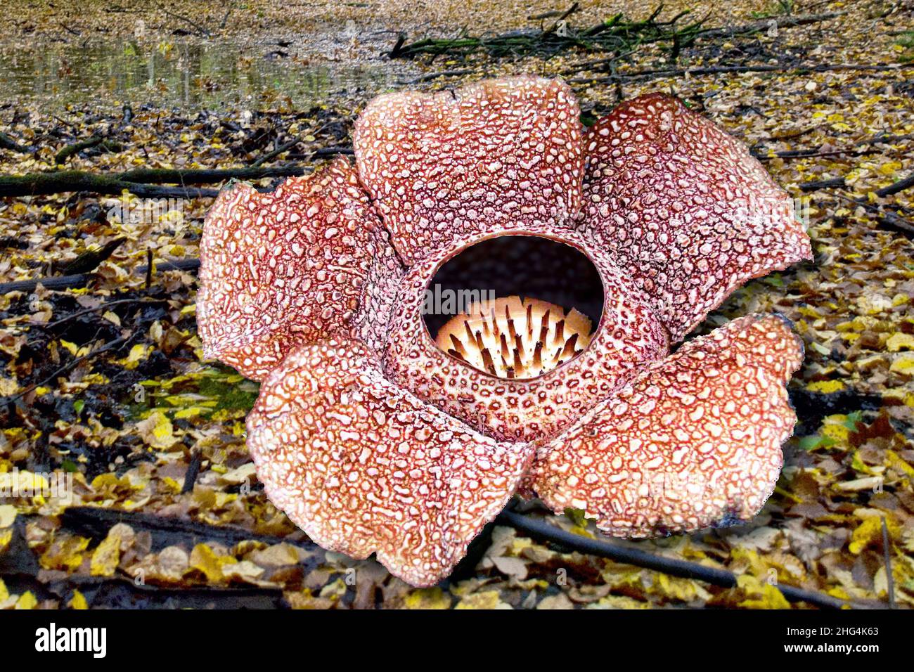 Rafflesia arnoldii Banque de photographies et d’images à haute