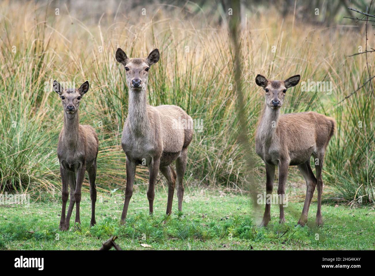 Cerf rouge sauvage dans la réserve naturelle de Mésola, Ferrara, Italie - c'est une espèce protégée autochtone, le cerf de Mésola, le dernier en territoire italien - Banque D'Images