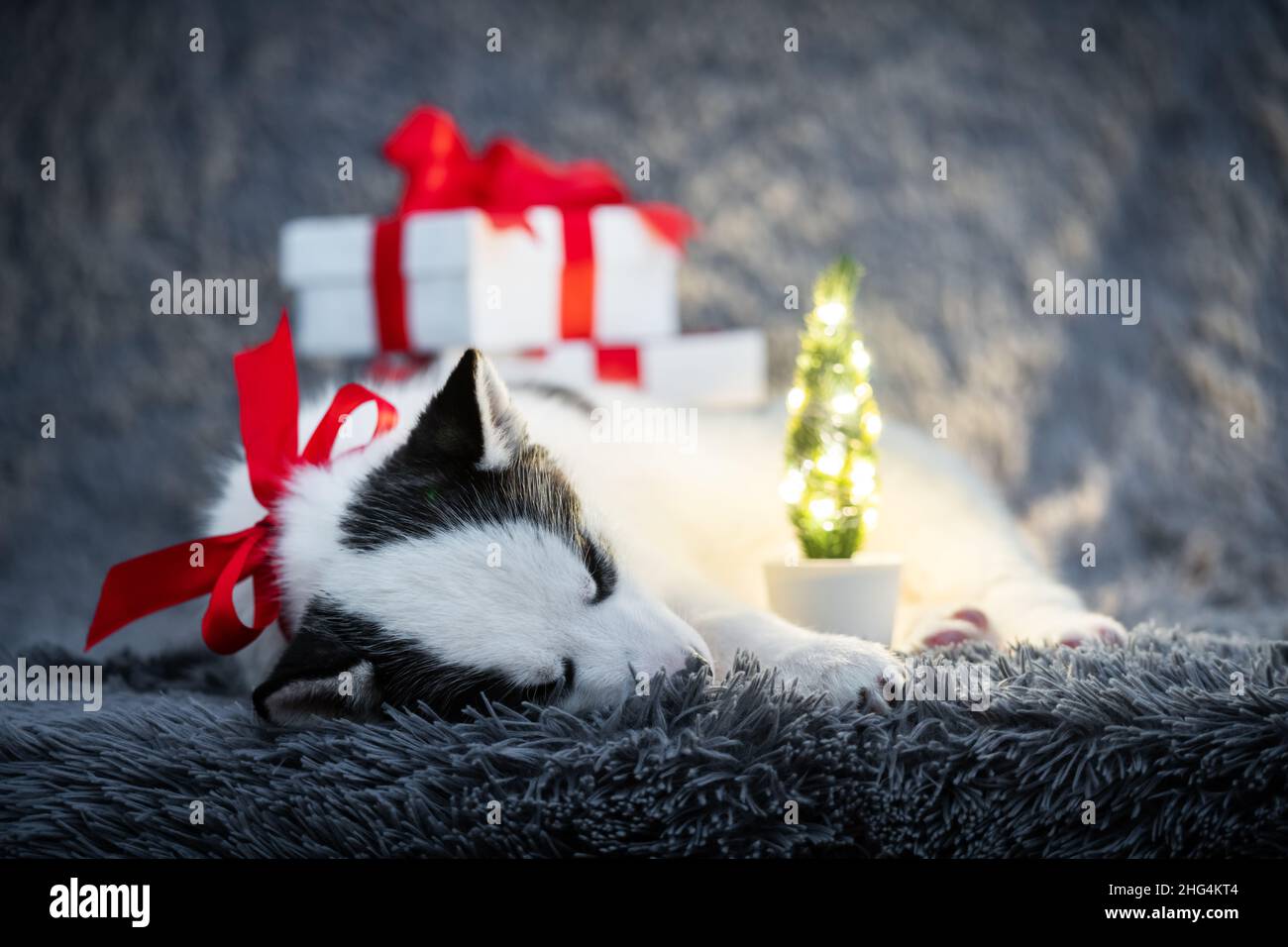 Un petit chien blanc chiot race husky sibérien avec noeud rouge et boîtes-cadeaux dorment sur tapis gris. Parfait cadeau d'anniversaire et de Noël pour votre enfant Banque D'Images
