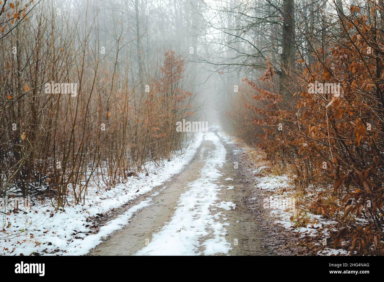 Route de terre à travers une forêt d'hiver brumeuse, le jour de décembre Banque D'Images