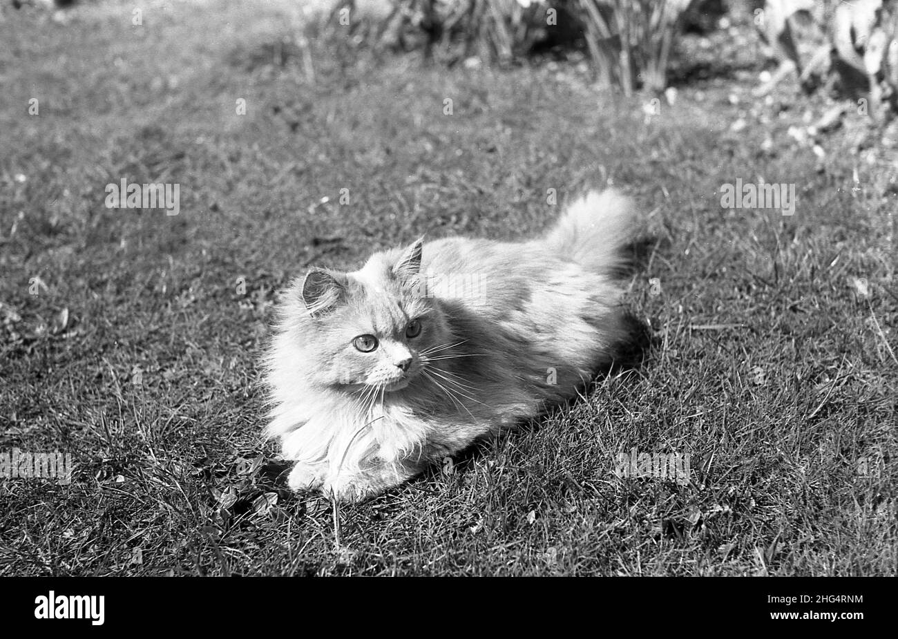 1950s, historique, un petit chat de la maison de fourrure dehors couché sur une pelouse.Il y a un petit nombre de races différentes de chats à fourrure ou molletonnés, avec un chat ragdoll, une race qui a une fourrure soyeuse distinctive. Banque D'Images