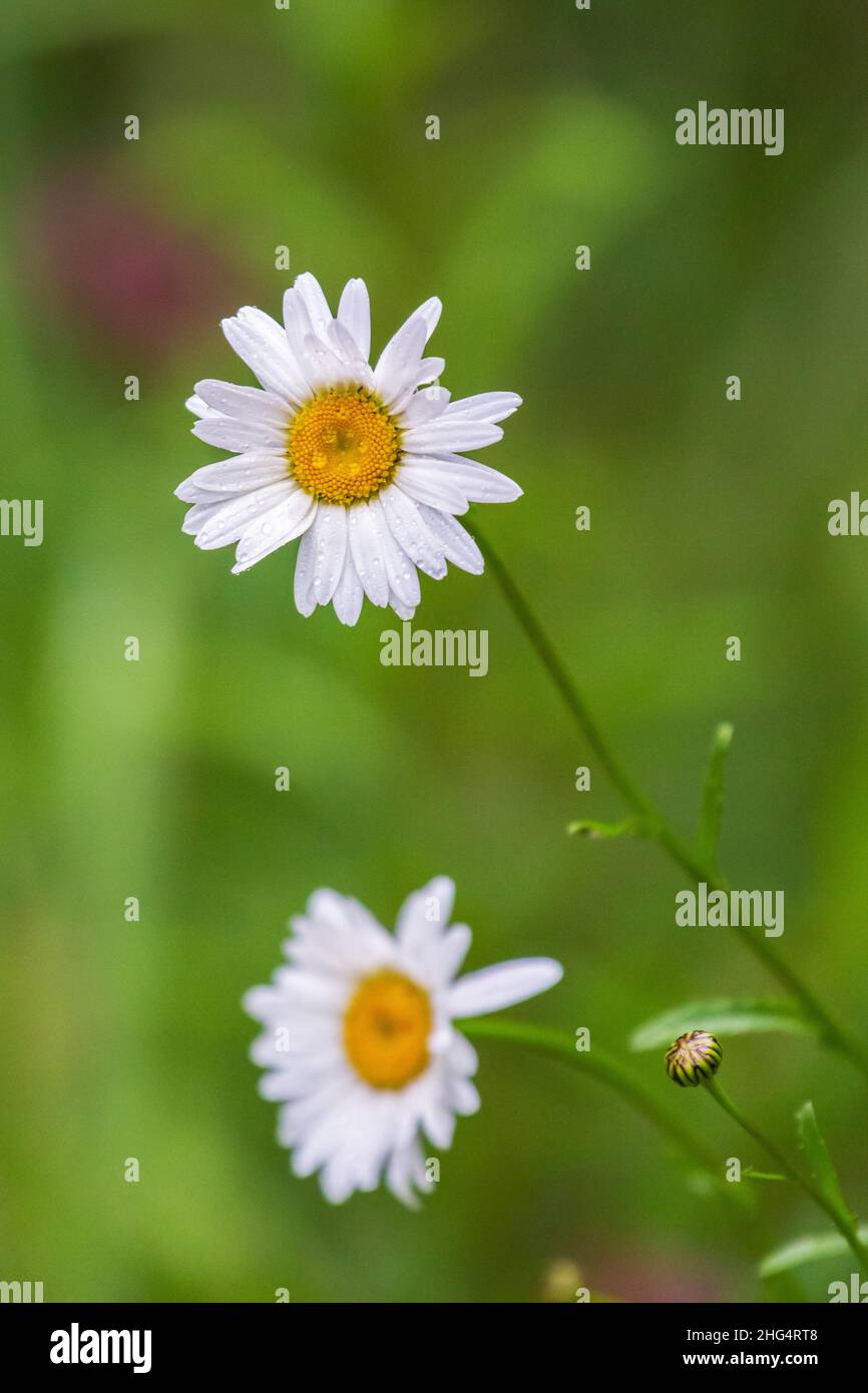 Leucanthemum est un genre de plantes à fleurs de la famille des aster, Asteraceae. Il est principalement distribué en Europe du Sud et du Centre. Banque D'Images