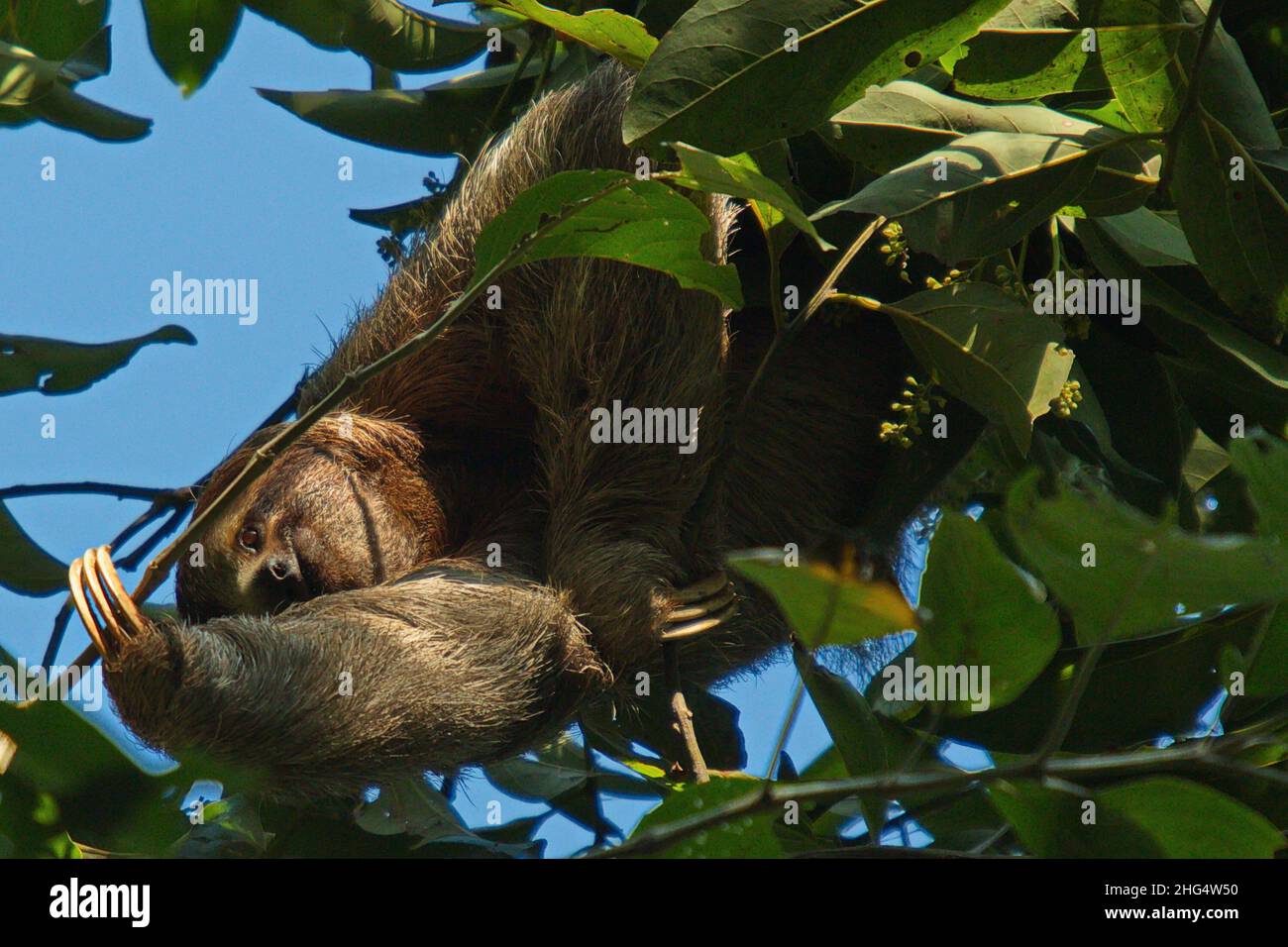 Sloth sur un arbre dans le parc national de Carara, au Costa Rica, en Amérique centrale Banque D'Images