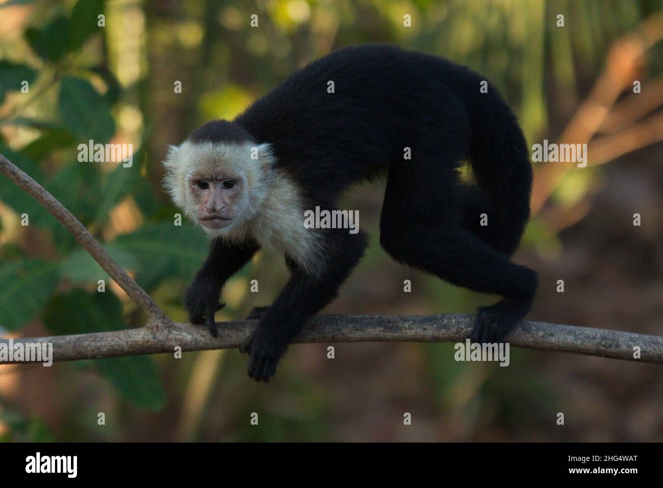 Singe Capuchin à face blanche dans le parc national de Carara au Costa Rica, en Amérique centrale Banque D'Images