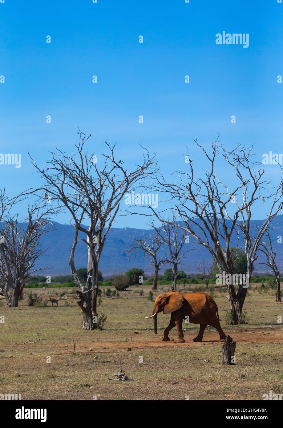 Elepehant au milieu des arbres morts, province côtière, parc national de Tsavo East, Kenya Banque D'Images