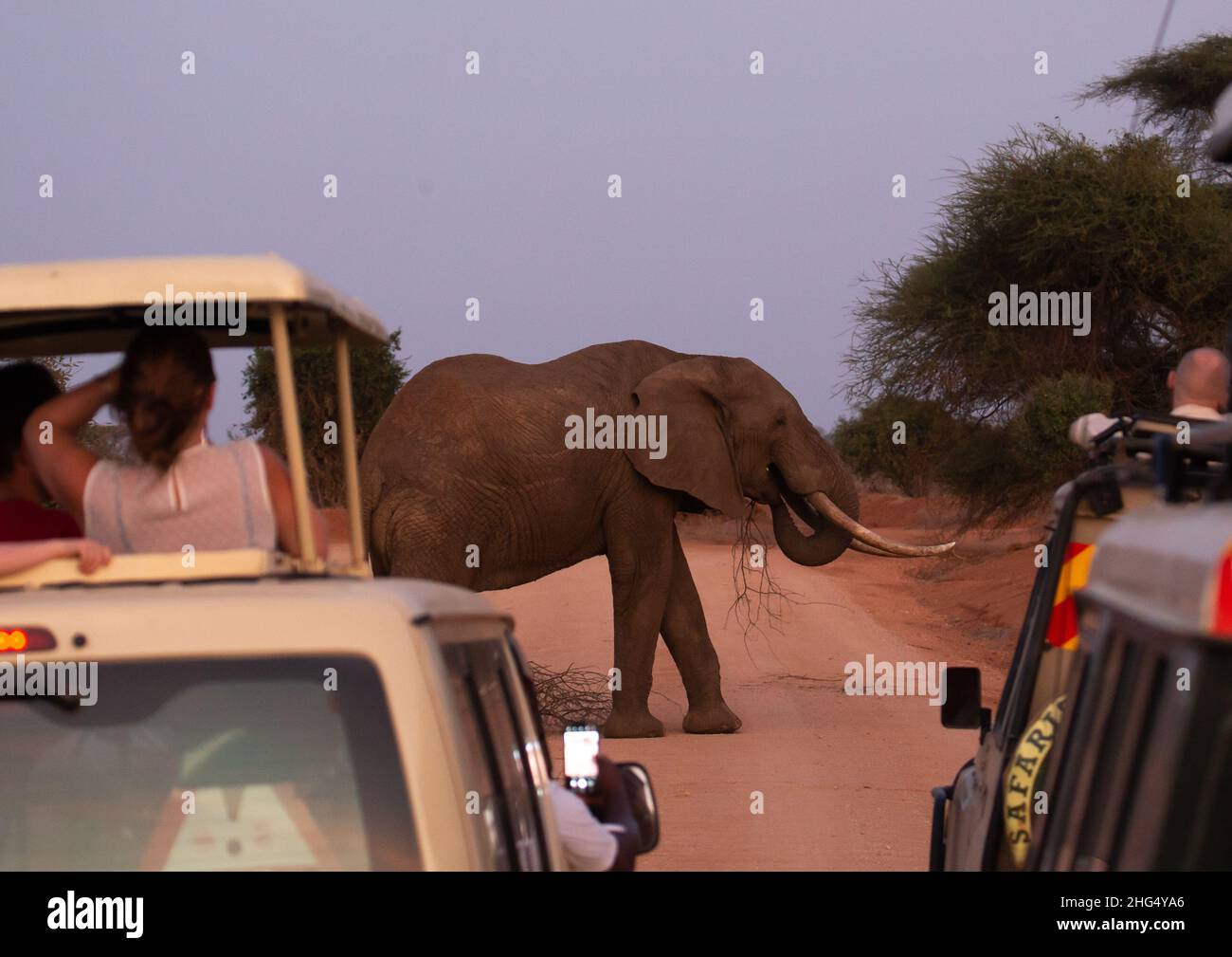 Éléphant (Loxodonta africana) traversant la route devant les touristes, province côtière, parc national de Tsavo East, Kenya Banque D'Images