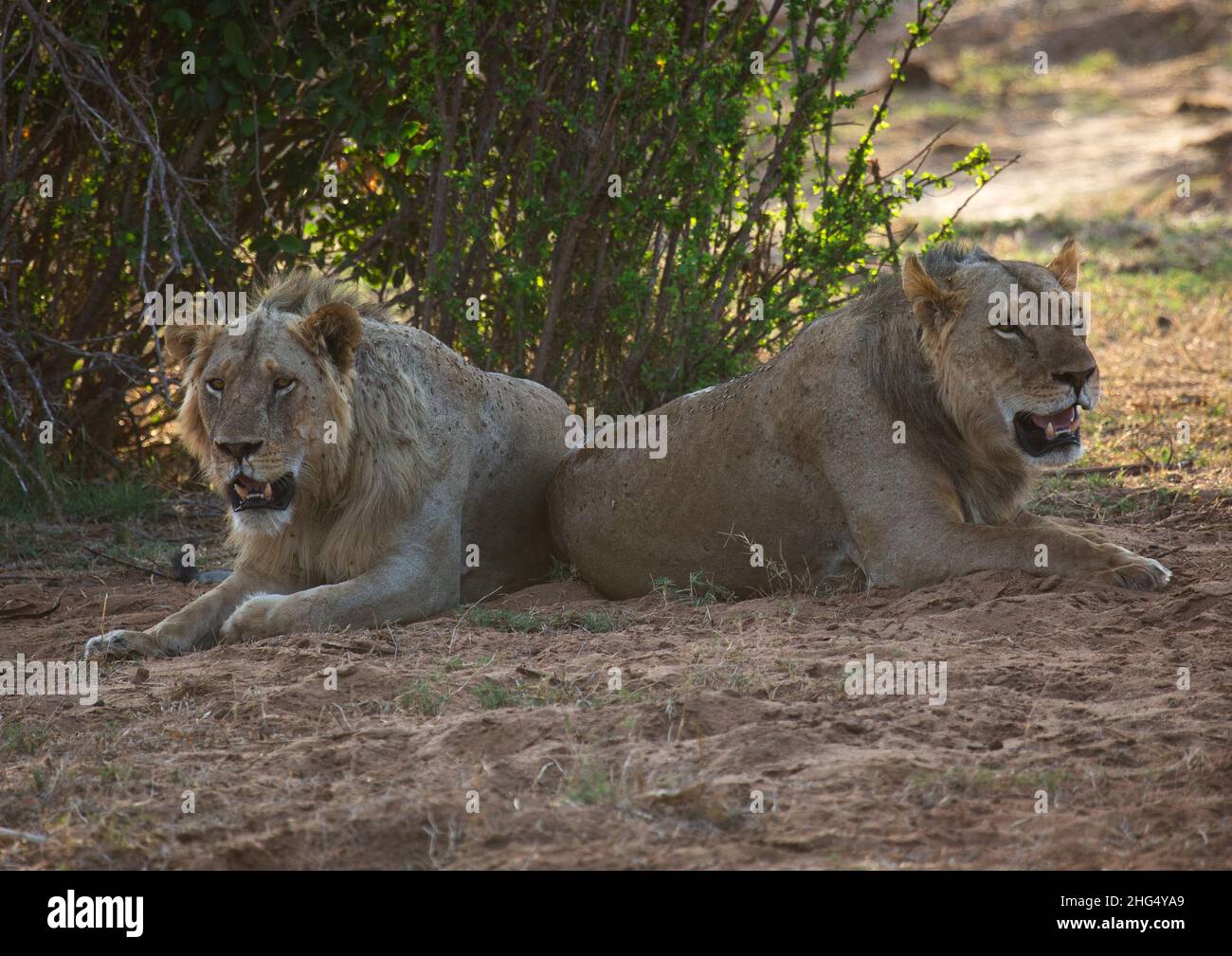 Couple de lions prêts à s'accoupler, province côtière, parc national de Tsavo East, Kenya Banque D'Images