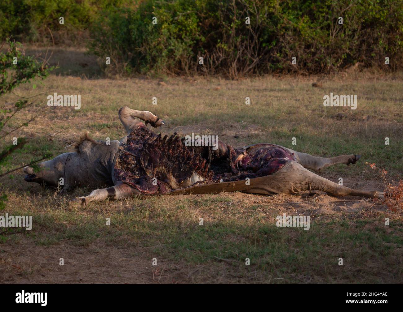 Cadavre d'un buffle africain mangé par des lions, province côtière, parc national de Tsavo East, Kenya Banque D'Images
