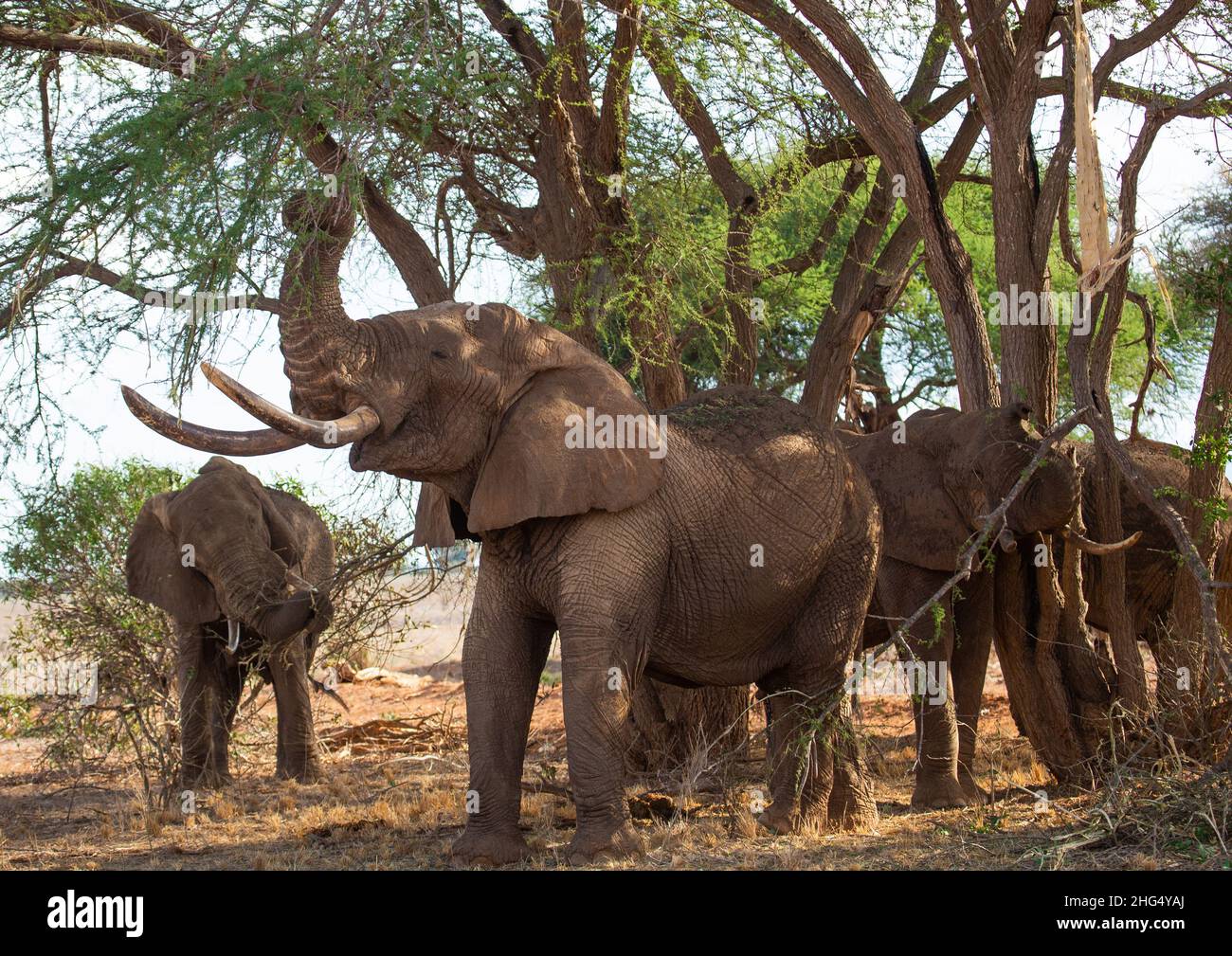 Troupeau d'éléphants (Loxodonta africana), province côtière, parc national de Tsavo East, Kenya Banque D'Images